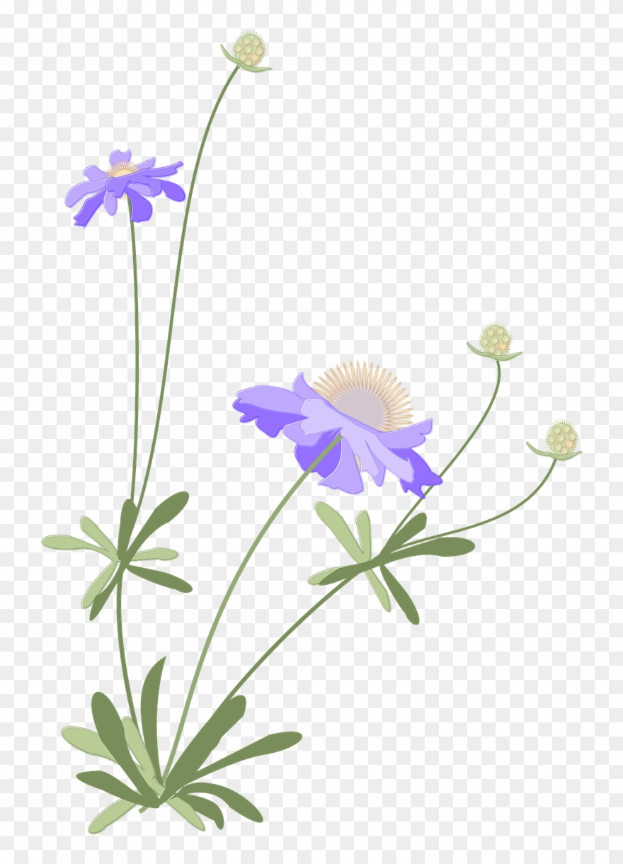 Scabiosa,japanese Style,autumn,flower,free Pictures, Clipart