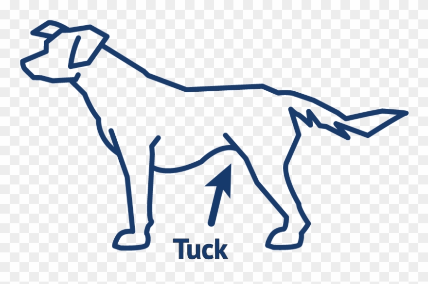 Has Noticeable Abdominal Tuck And Waist Clipart