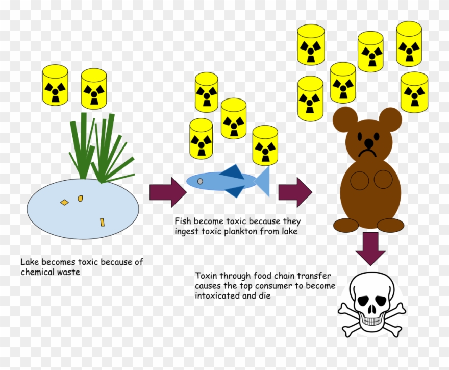 Bio-magnification In A Pond Ecosystem Clipart