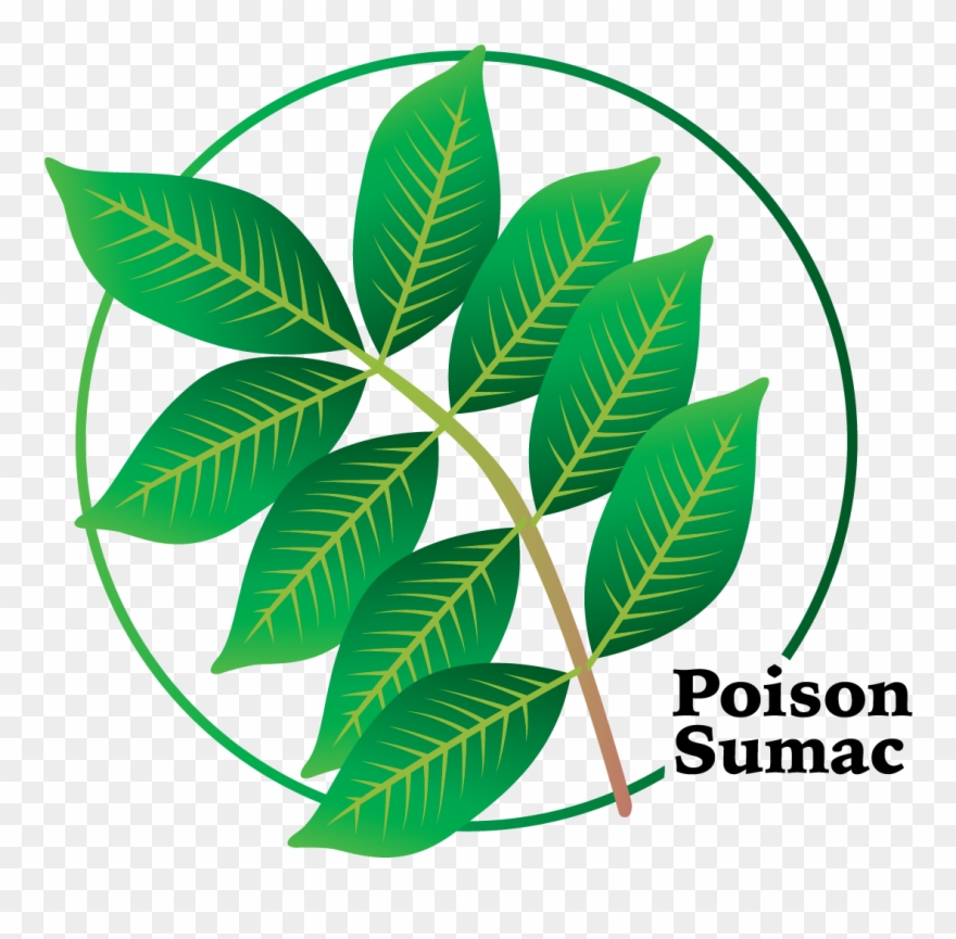 It Is More Toxic Than Poison Ivy Or Poison Oak And Clipart