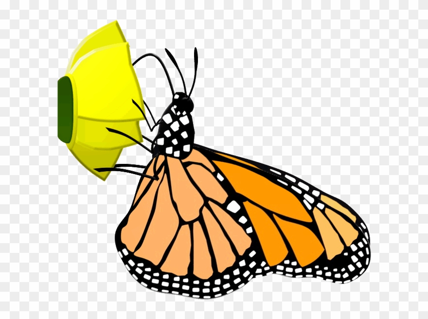 Lead Conference Moodle Free Educational Pictures Monarchadultgif Clipart