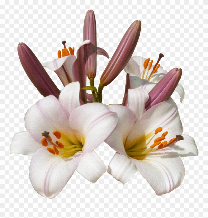 0 C01a5 C8d63c11 Orig Beautiful Flowers, Clip Art, - Png Download