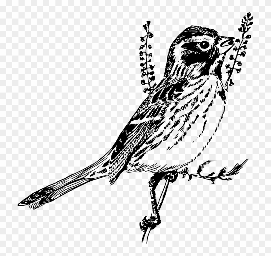 Owl Black And White Sparrow Drawing Bird Clipart