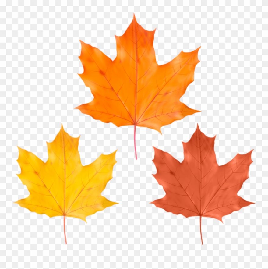 Free Png Download Set Fall Leaves Clipart Png Photo Transparent Png