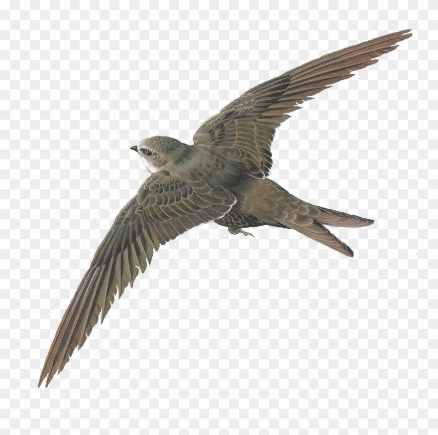 Png Library Stock Free Images Of Birds Illustrations Clipart