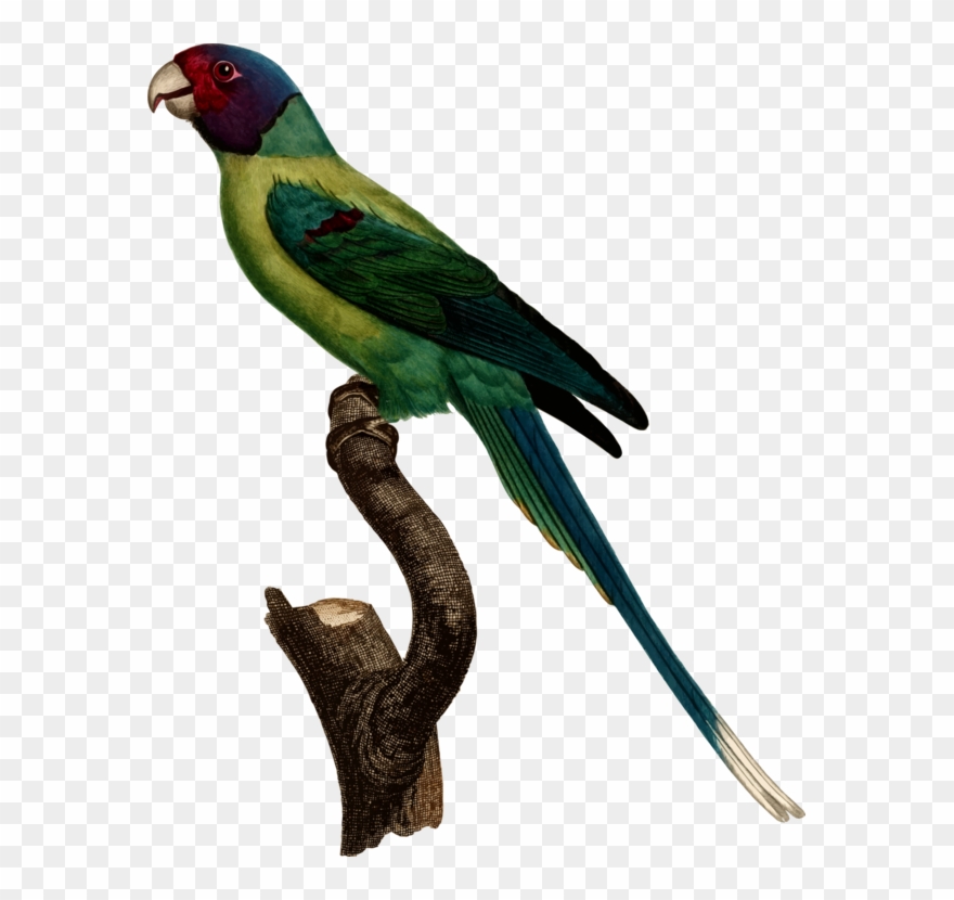 Macaw Parakeet Feather Fauna Beak Clipart
