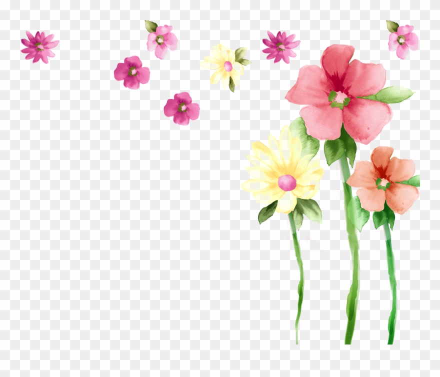 Primrose Moth Orchids Spring Petal Malvales Clipart