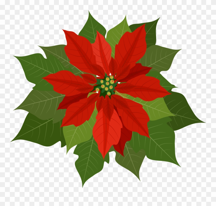Poinsettia Clipart Png Transparent Png