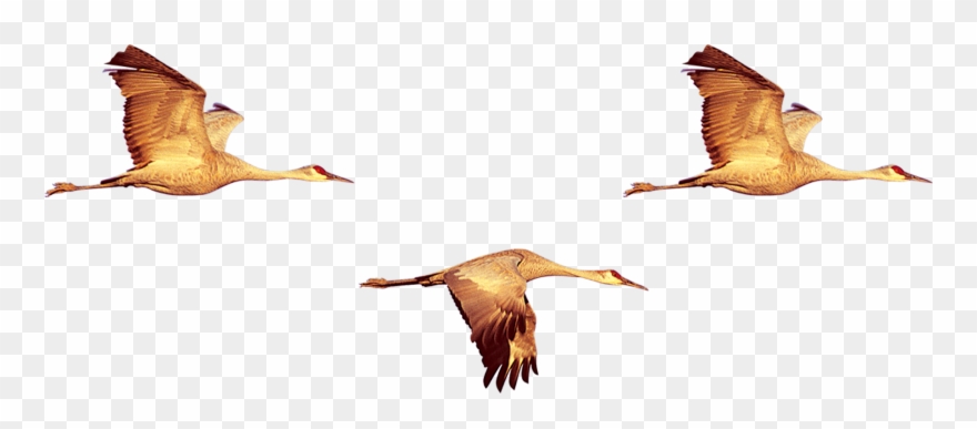 Duck Crane Swan Geese Clipart