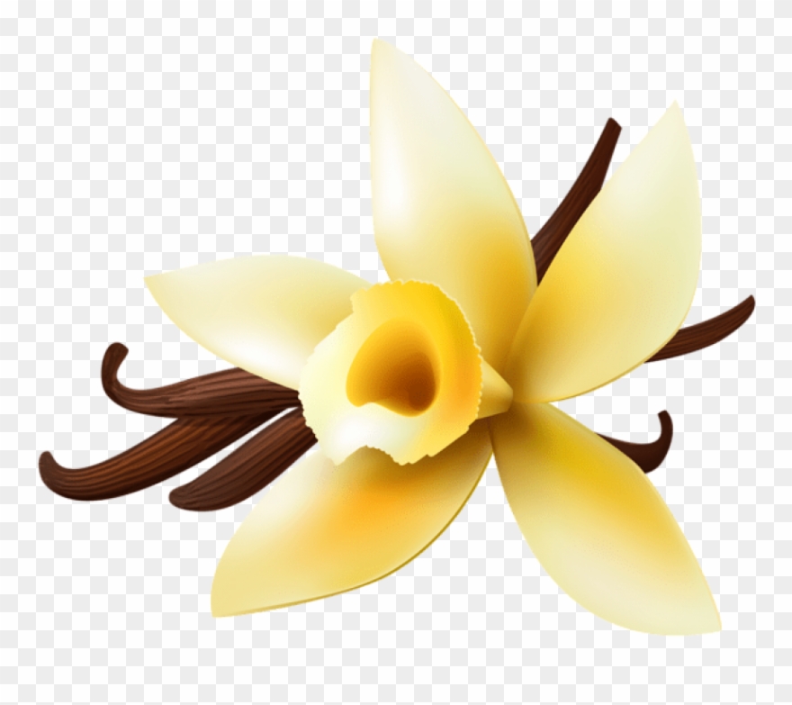 Download Vanilla Transparent Clipart Png Photo