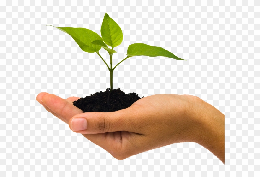 Plant Growth Png Clipart