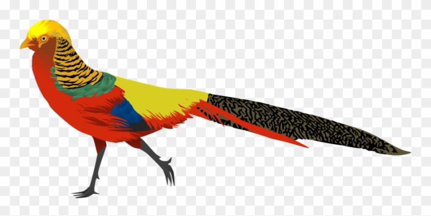 Pheasant Clipart Black And White - Png Download