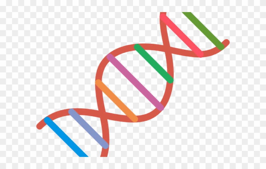 Dna Structure Clipart Clipart Transparent Background - Png Download