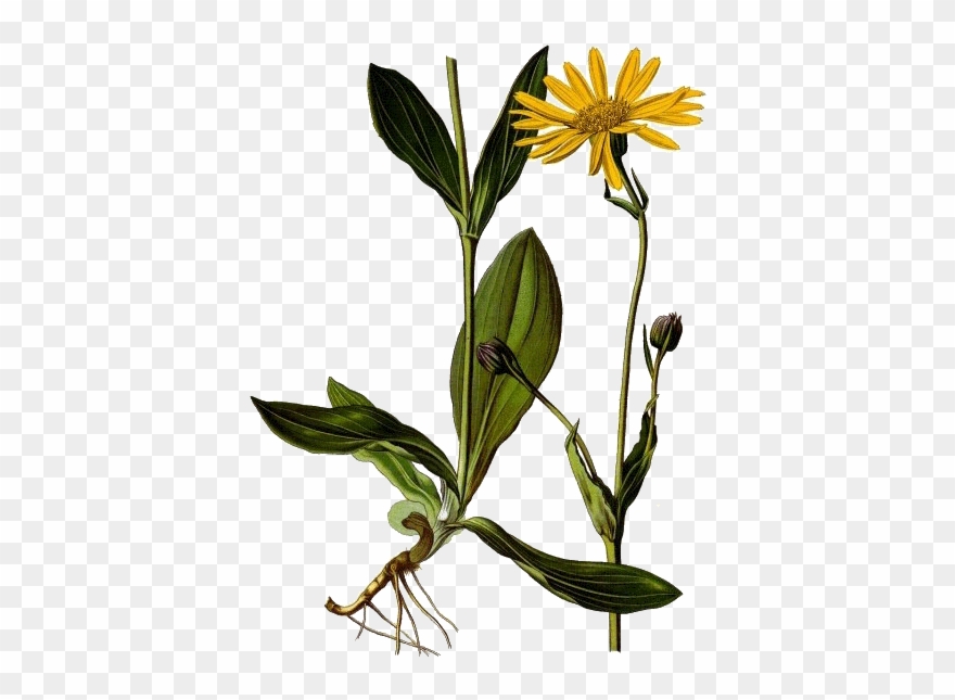 Huile Végétale Arnica Montana En Macérat Bio* Clipart