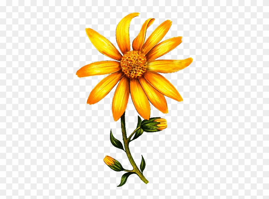 Huile Végétale Arnica Bouleau Macérat Bio* Clipart