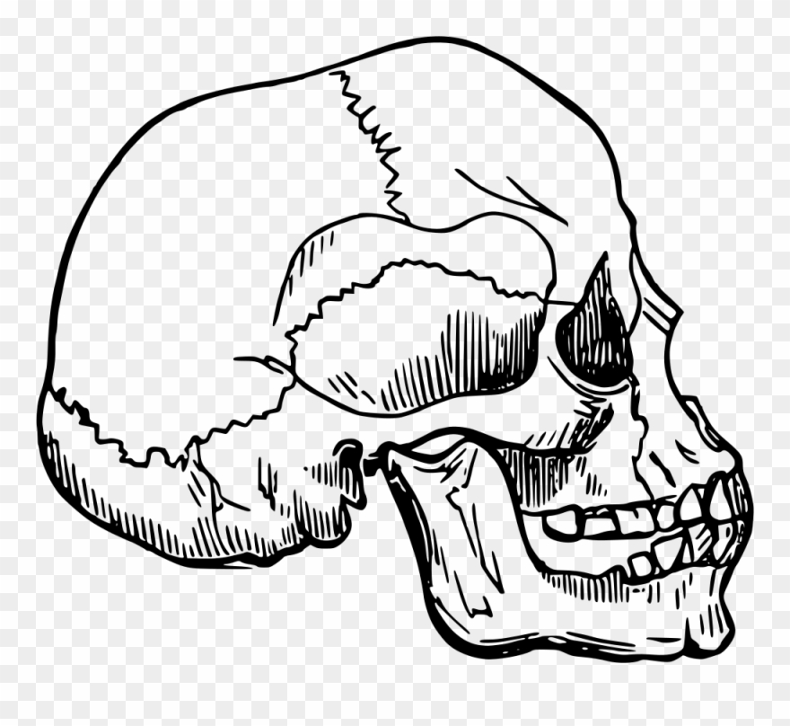 Skull Clipart