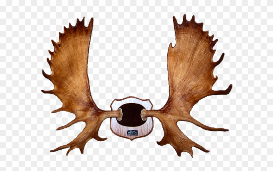 Moose Clipart Moose Rack - Png Download