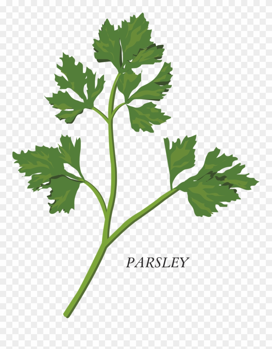 Image Royalty Free Library Herb Parsley Clip Art Transprent Png