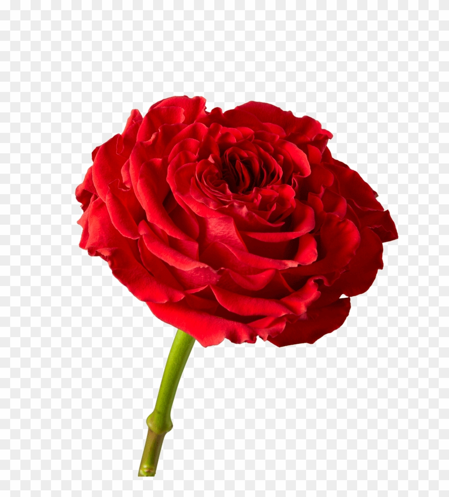 Monster Red Rose Clipart