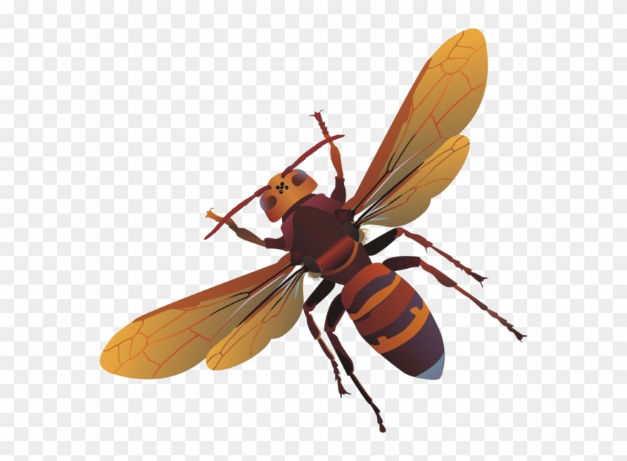 Bees, Clip Art, Embellishments, Ornaments, Illustrations - Png Download