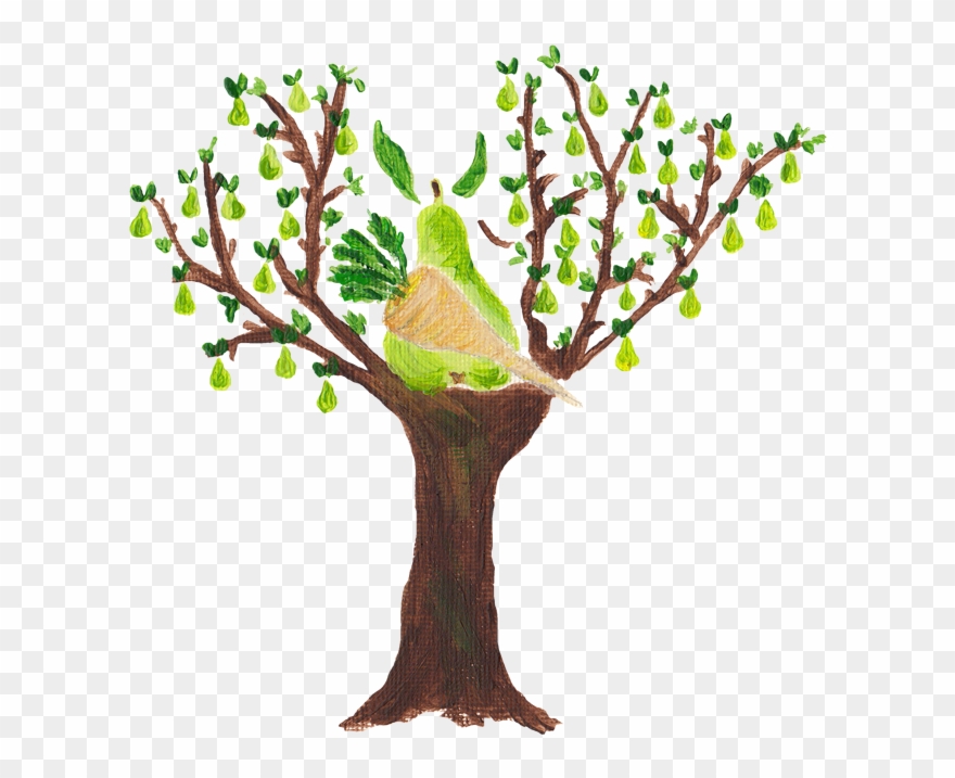 Fresh Parsnips That My Helper Calls White Carrots, Clipart