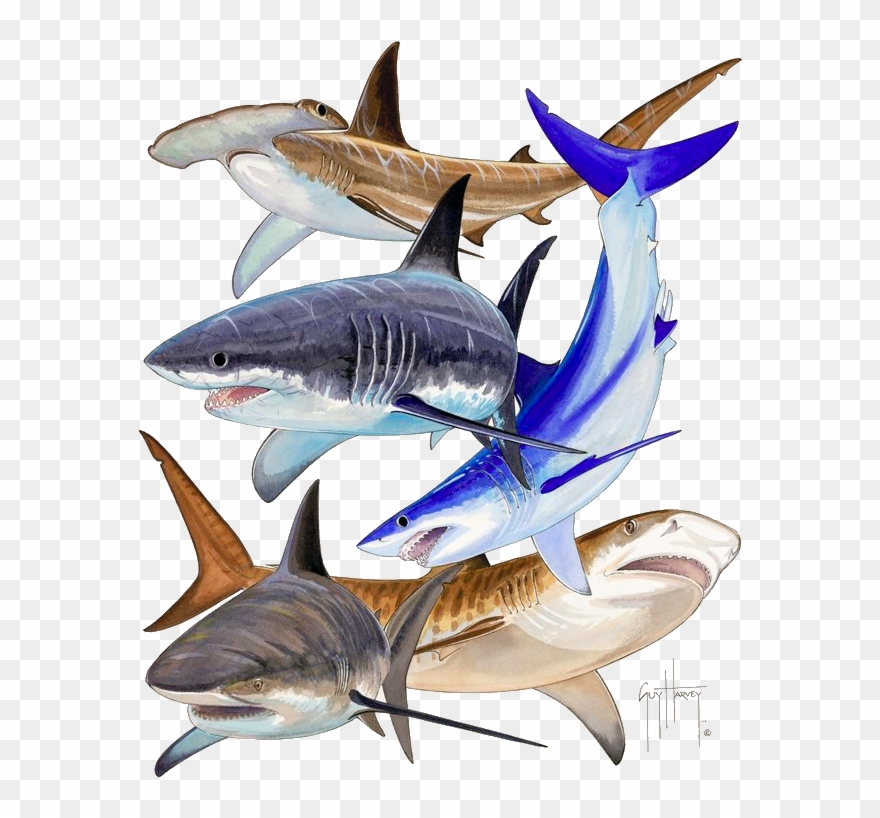 About The Eastern Tropical Pacific Research Program Clipart