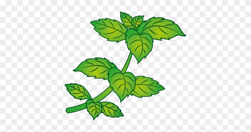Stevia Leaf Clipart