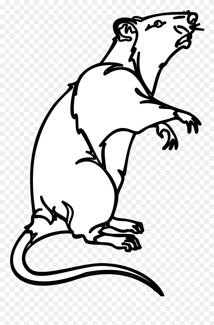 Rat Rodent Laboratory Rat Pest Png Image Clipart