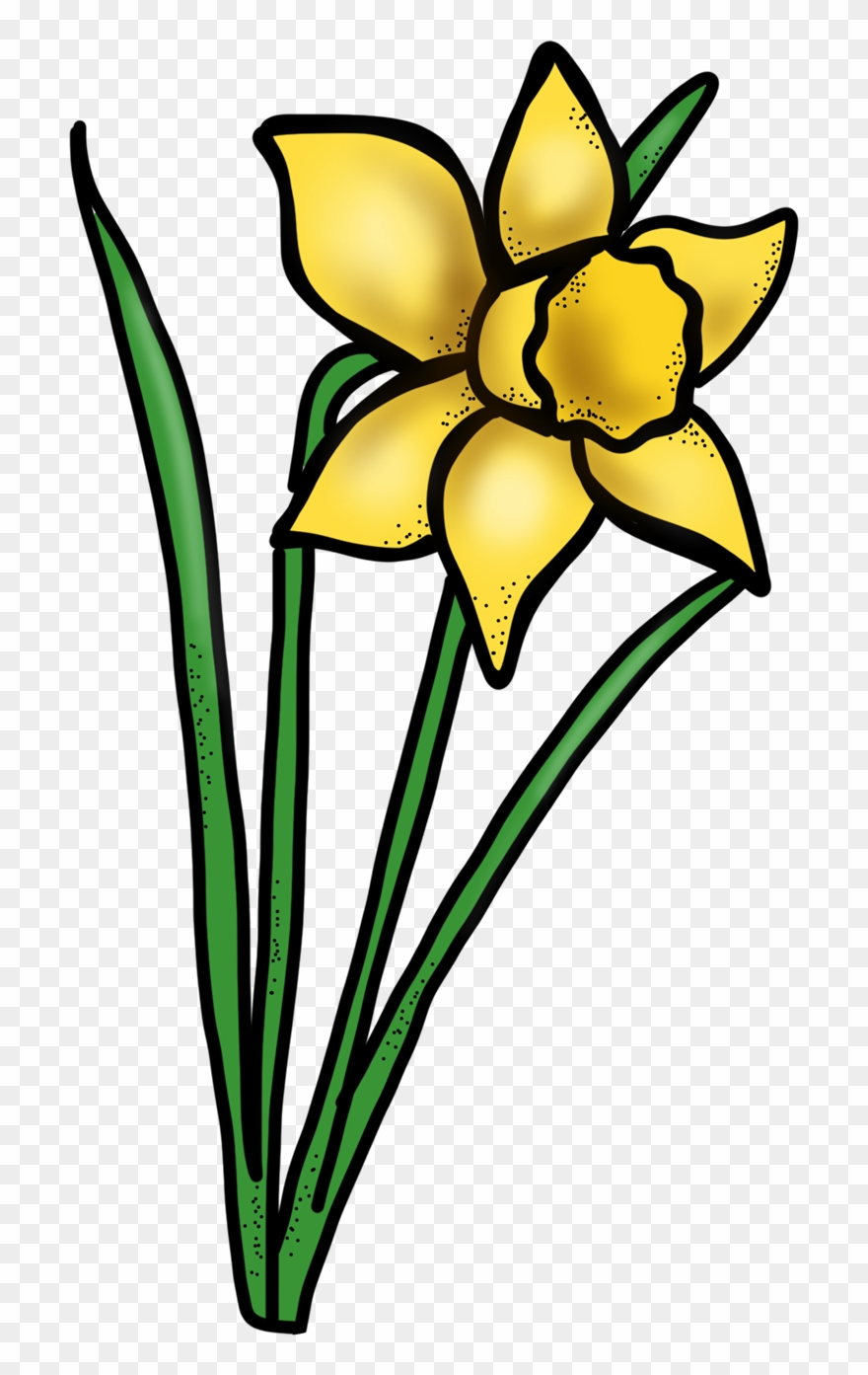 Daffodils Clipart Simple - Png Download