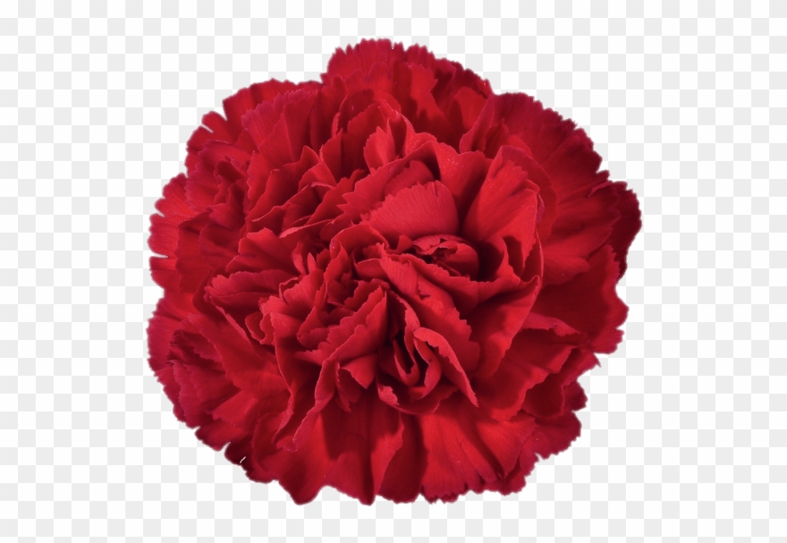 Red Carnation Clipart