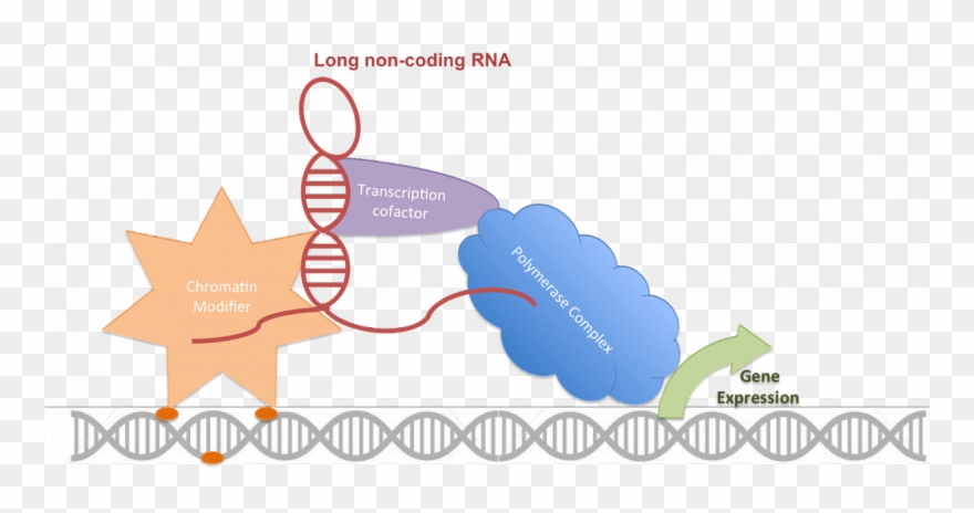 Long Non Coding Rnas Associated With Therapy Response Clipart