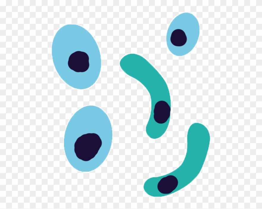 Plasmodium Falciparum Antibodies Clipart