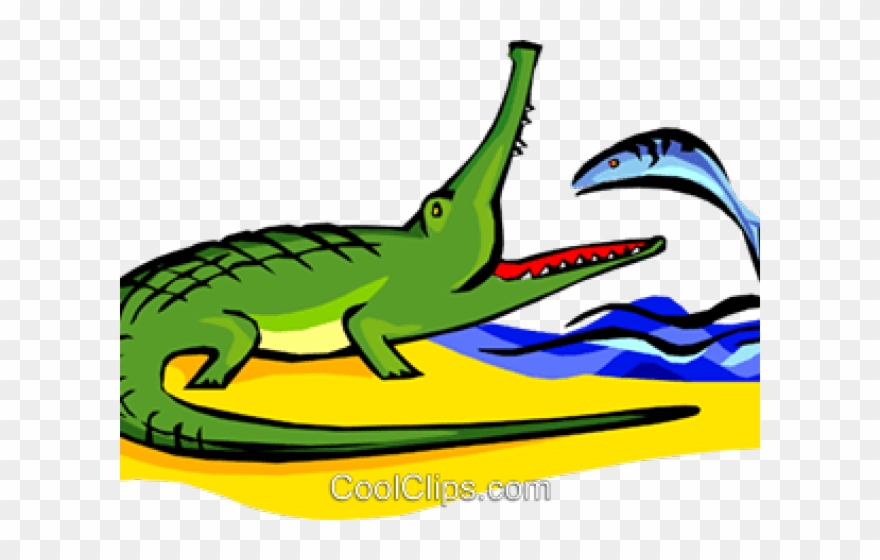 Alligator Clipart Alligator Egg - Png Download
