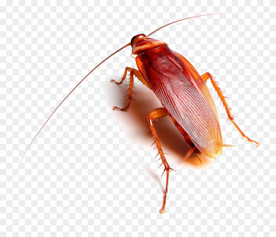 Roach Transparent Images Clipart