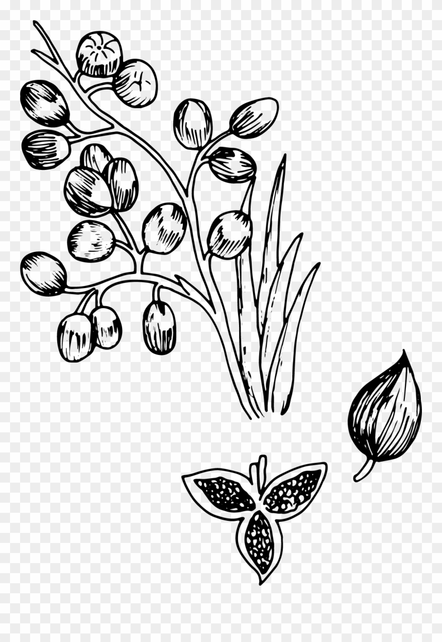 Grains Of Paradise Clipart