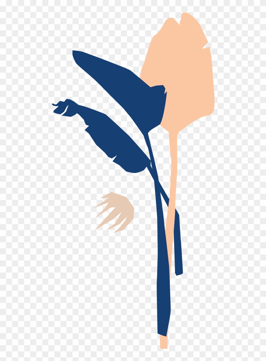 Bloomscape Bird Of Paradise Clipart