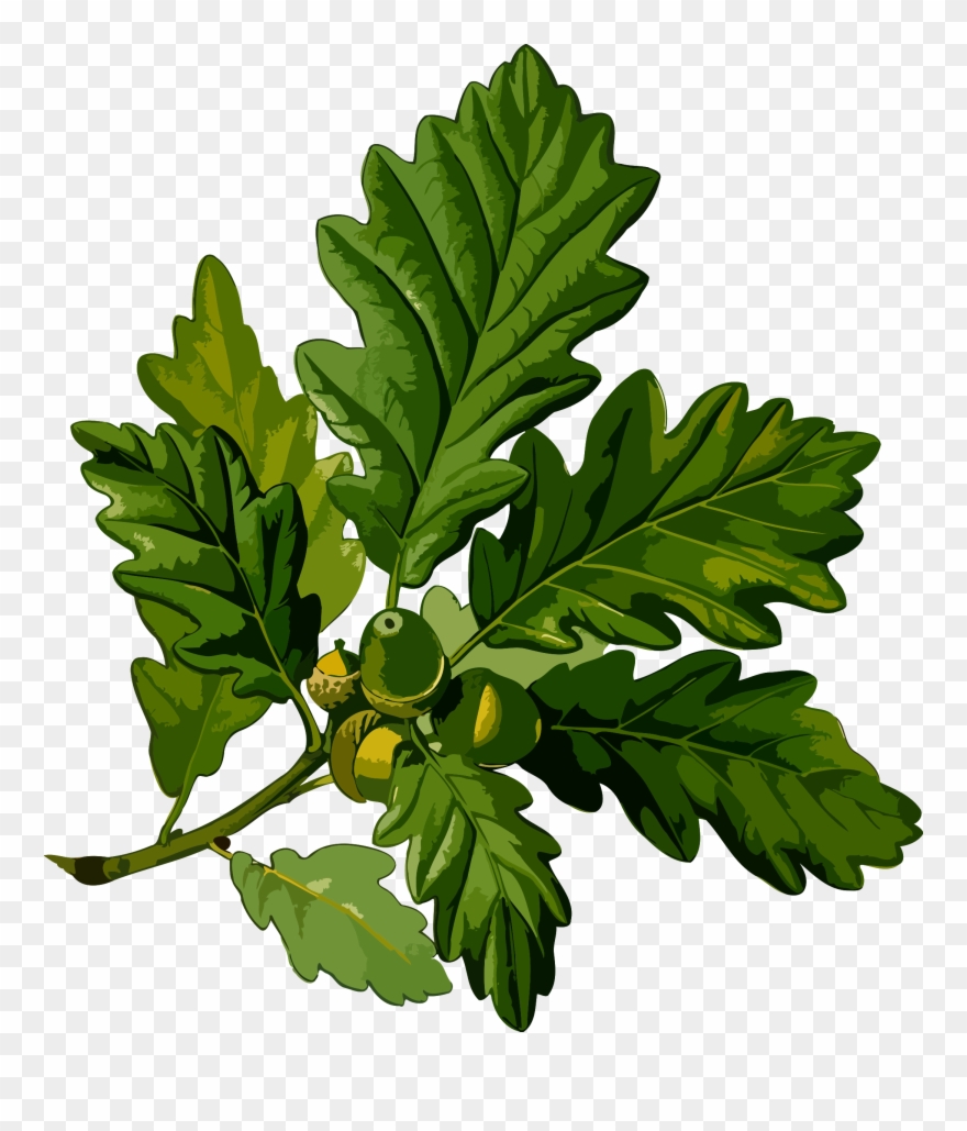 Oak Branch With Leaves And Acorns Drawing Pendant Necklace Clipart