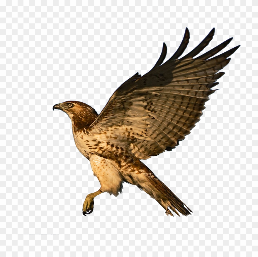 Red Tailed Hawk Clipart Falcon - Png Download