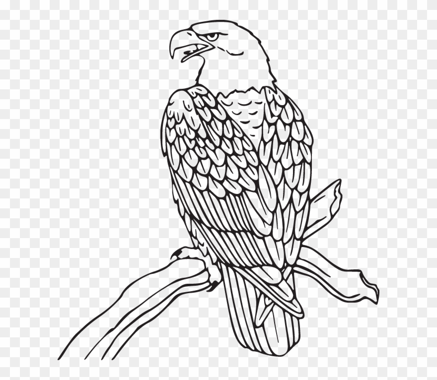 Eagle On Branch Clipart