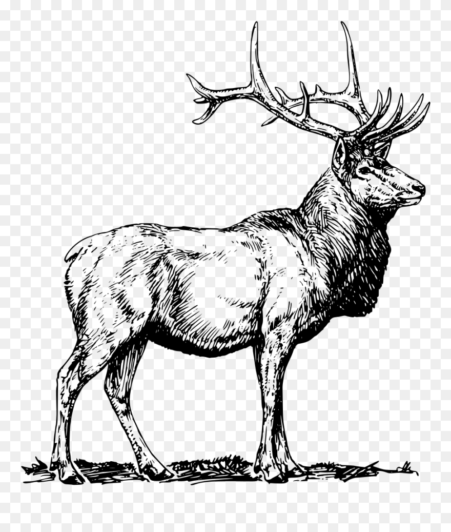 Elk Clipart