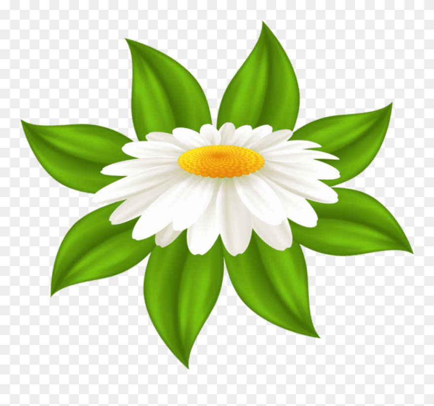 Free Png Download Daisy Transparent Png Images Background Clipart