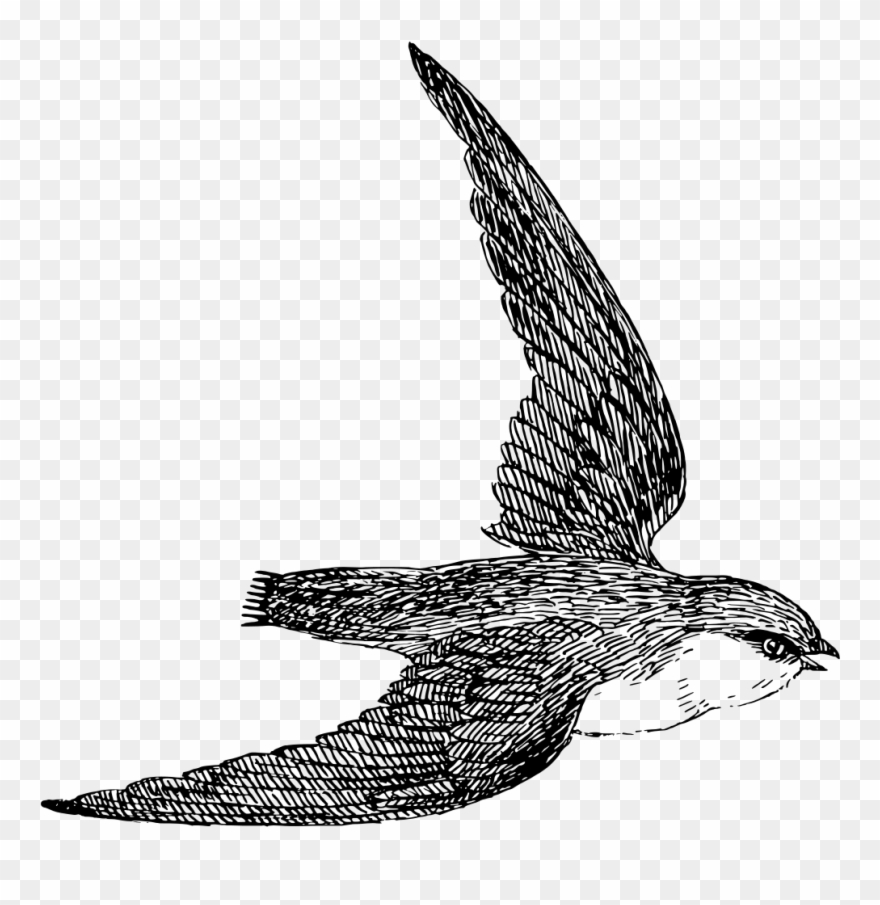 Similar Clip Art - Draw A Swift Bird - Png Download