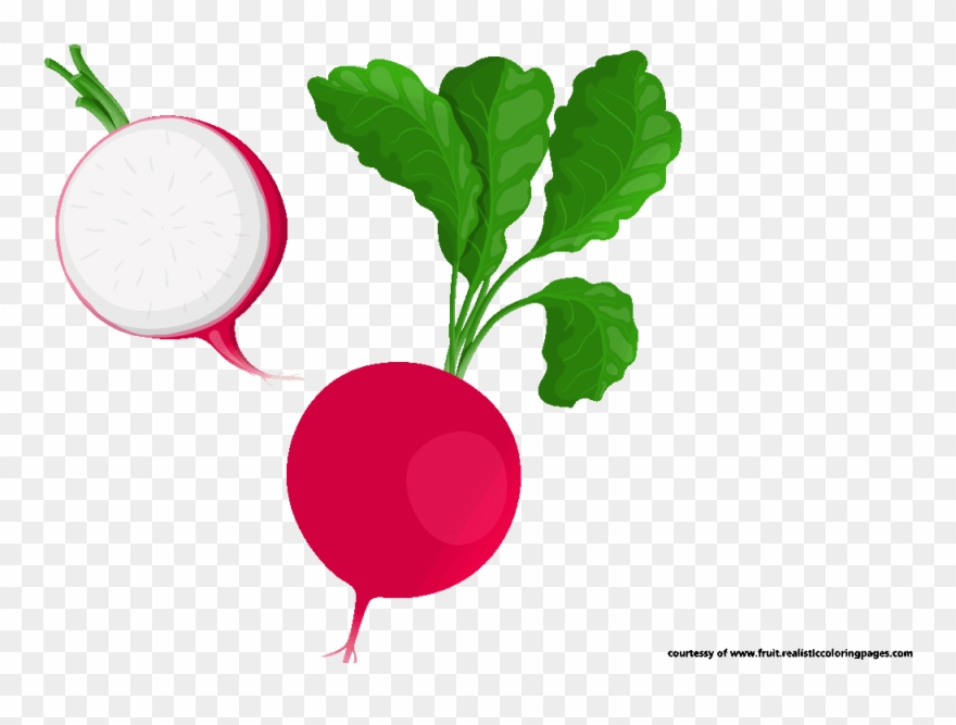 Download Der Kleine Vampir - Transparent Radish Clipart - Png Download