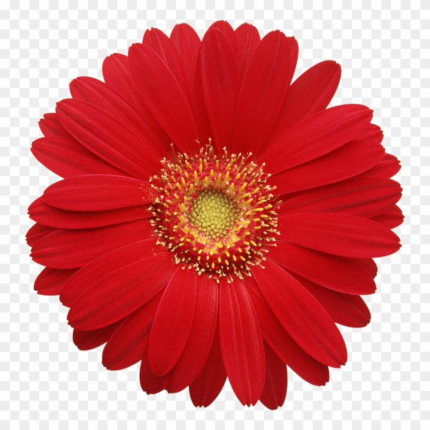 Gerbera Daisy Cliparts - Real Flowers Png Hd Transparent Png