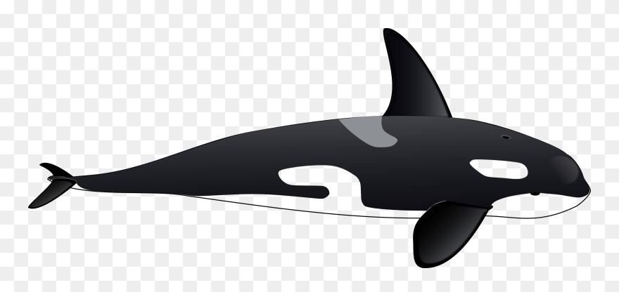 Killer Whale Cetacea Tucuxi Dolphin Iceberg - Orca Clipart - Png Download