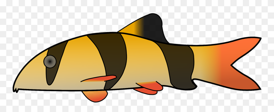 Drawn Fishing Clown Fish - Clown Loach Transparent Background Clipart