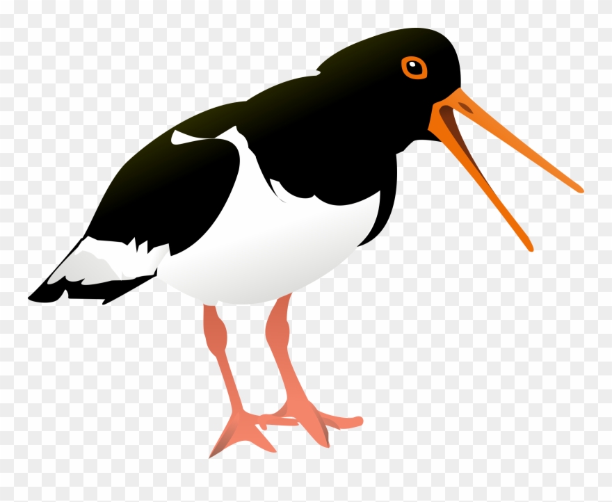 Oyster Catcher Bird Pillow Case Clipart