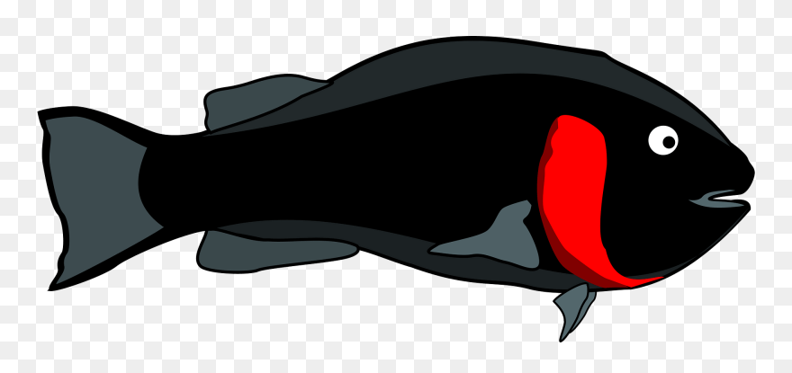 All Photo Png Clipart - Custom Black Tropical Fish Shower Curtain Transparent Png