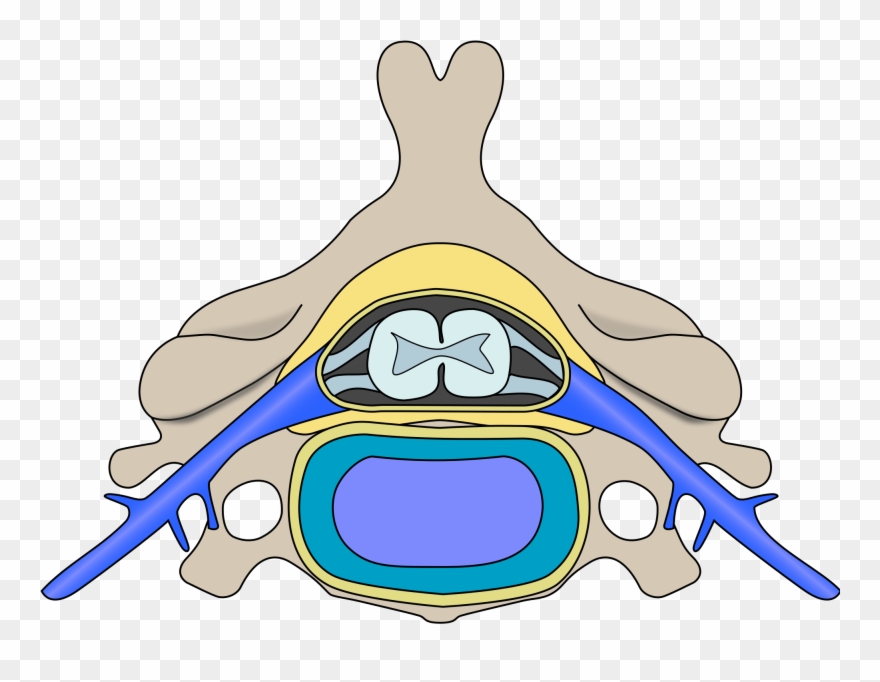 File Cervical Vertebra Blank Wikimedia Commons Open - Spinal Polio Clipart