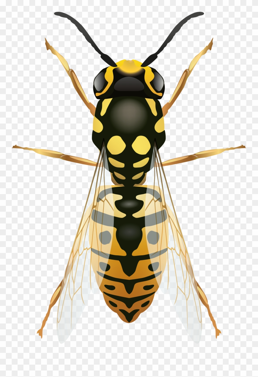 Wasp Png Clip Art - Biene Wespe Hummel Hornisse Transparent Png
